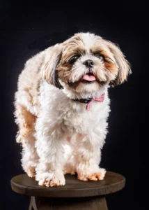 Pet photography